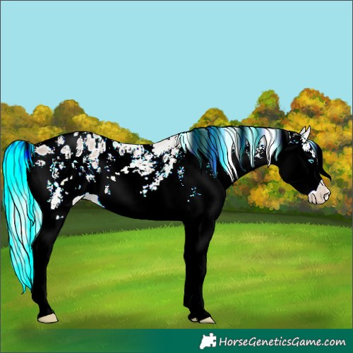 Horse Color:Chocolate Silver Grullo Sabino Splash Appaloosa Rabicano 