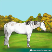 Horse Color:White Spotted Bay Dun Mushroom Sabino Splash