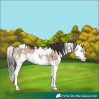 Horse Color:White Spotted Brown Dun Splash