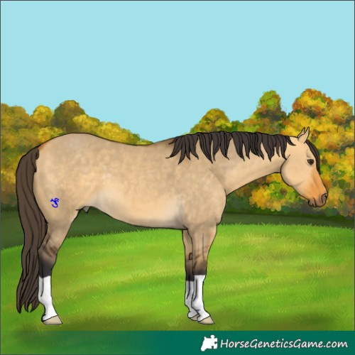 Horse Color:Buckskin Dun 