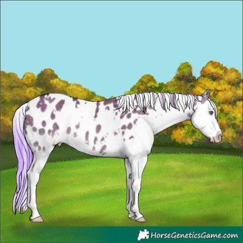 Horse Color:White Spotted Grullo Chinchilla Splash Appaloosa 