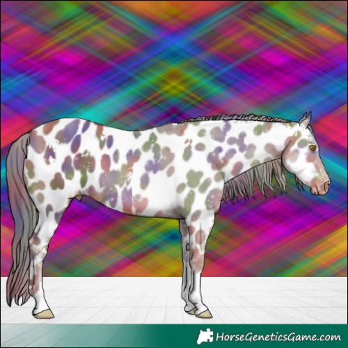 Horse Color:Nacre White Spotted Sable Champagne Tobiano Appaloosa 