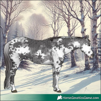 Horse Color:Black Ice Splash Tobiano 