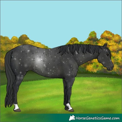 Horse Color:Black 