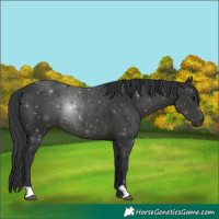 Horse Color:Black 