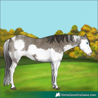 Horse Color:Smoky Grullo Splash Tobiano