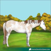 Horse Color:White Spotted Brown Pearl Dun Splash Rabicano 