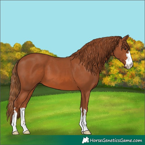 Horse Color:Chestnut 