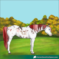Horse Color:Painted Brown Onyx Sabino Splash  and Brown Onyx Sabino Splash Near Leopard 