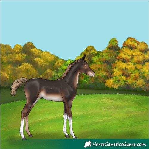 Horse Color:Liver Chestnut Tobiano Appaloosa Rabicano 