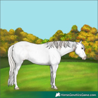 Horse Color:White Spotted Silver Brown Splash Rabicano 
