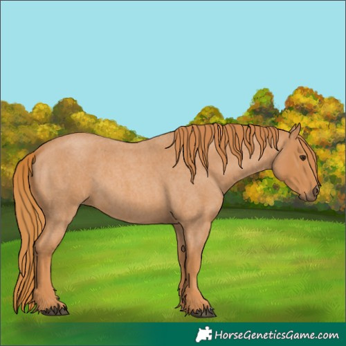 Horse Color:Red Roan 