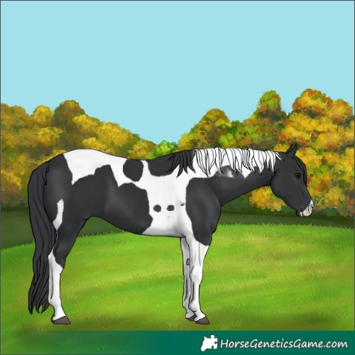 Horse Color:Black Tobiano