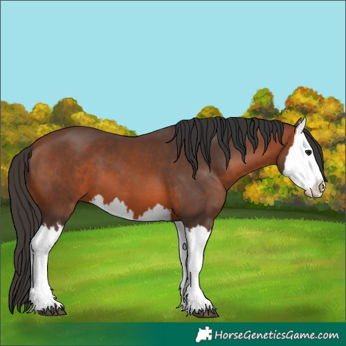 Horse Color:Bay Splash 
