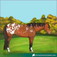 Horse Color:Bay Appaloosa 