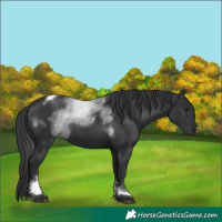 Horse Color:Black Tobiano 