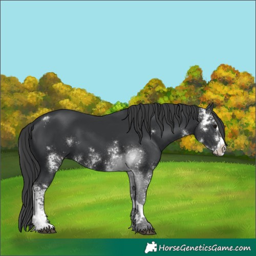 Horse Color:Black Sabino