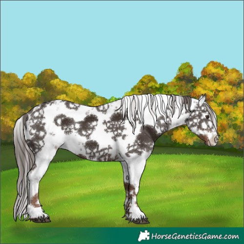 Horse Color:White Spotted Liver Chestnut Sabino