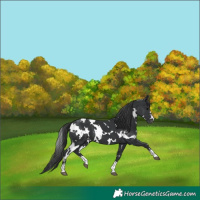 Horse Color:White Spotted Black Varnish 