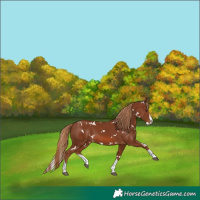 Horse Color:White Spotted Chestnut Splash