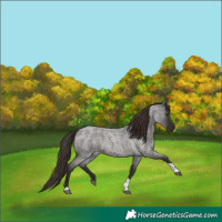 Horse Color:Liver Red Roan Tobiano 