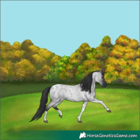 Horse Color:Blue Roan Tobiano 