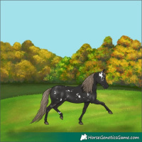 Horse Color:White Spotted Liver Chestnut 