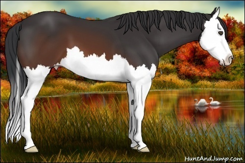 Horse Color:Brown Splash 