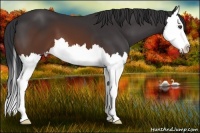 Horse Color:Brown Splash