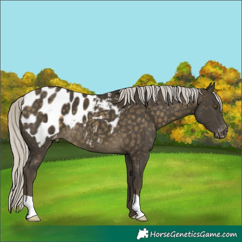Horse Color:Silver Buckskin Appaloosa