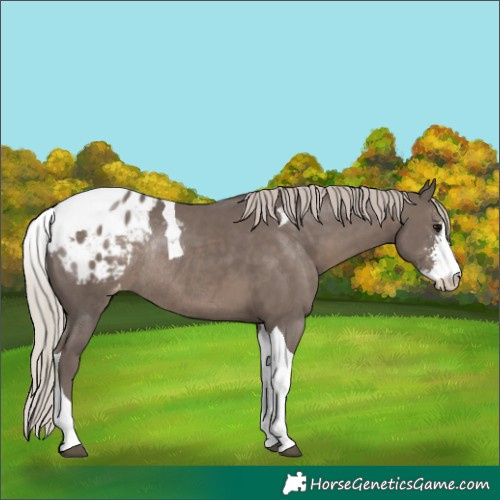 Horse Color:Silver Black Sabino Tobiano Appaloosa Rabicano 