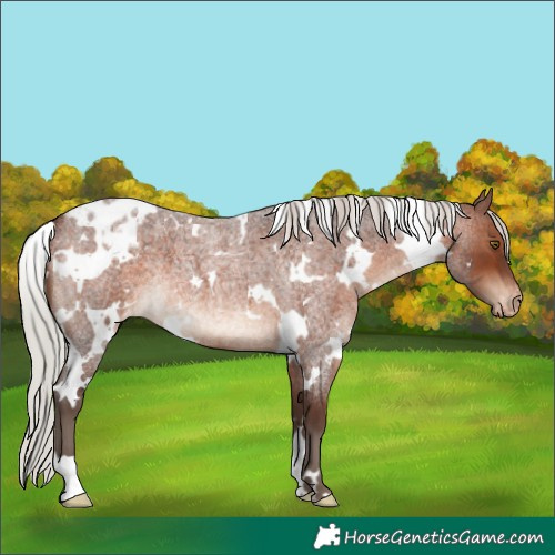 Horse Color:White Spotted Silver Brown Roan Appaloosa 