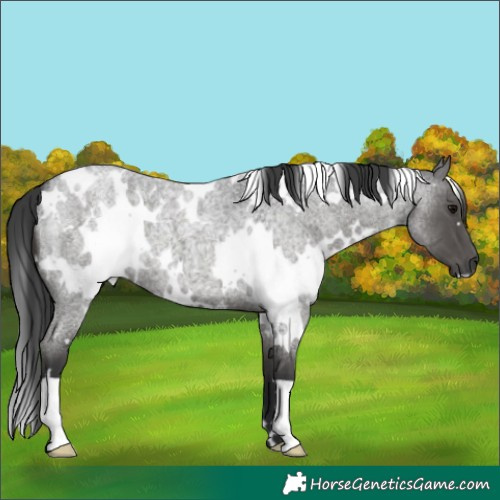 Horse Color:White Spotted Blue Roan 