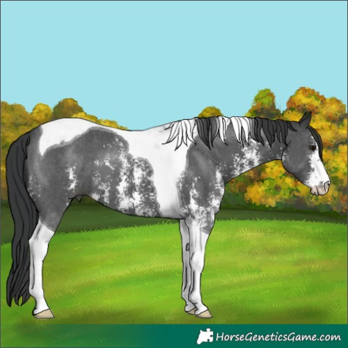 Horse Color:Black Sabino Tobiano 