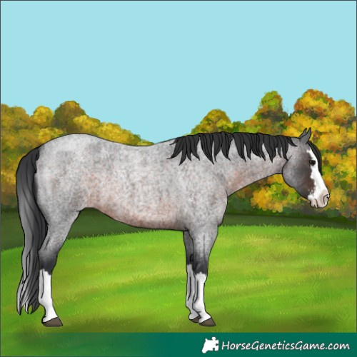 Horse Color:Brown Roan Sabino Splash