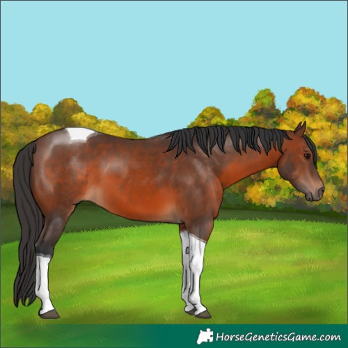 Horse Color:Brown Tobiano 