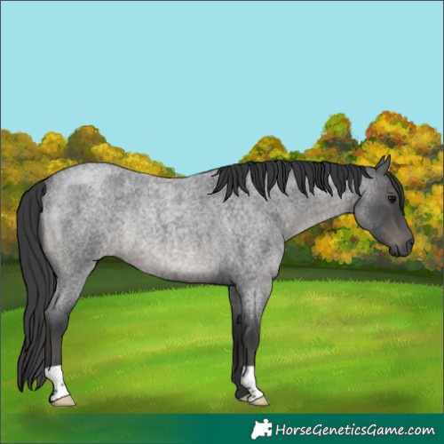 Horse Color:Blue Roan Rabicano 