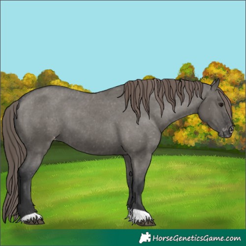 Horse Color:Unknown 