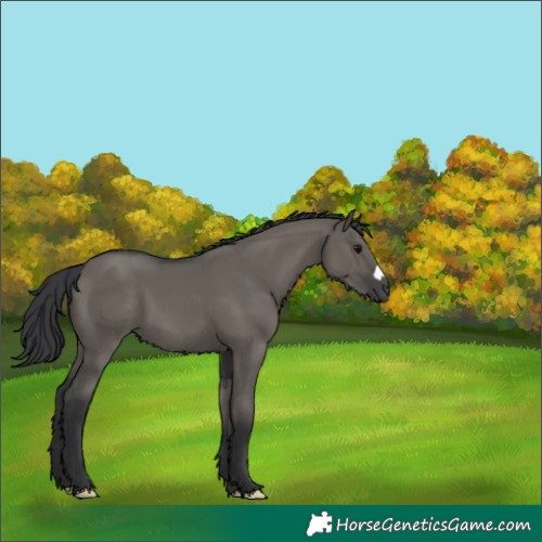 Horse Color:Unknown 