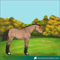 Horse Color:Unknown 