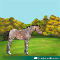 Horse Color:Bay Ice