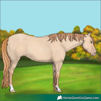 Horse Color:Gold Champagne Dun
