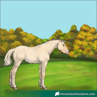 Horse Color:Gold Cream Champagne Roan Dun 