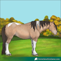 Horse Color:Amber Champagne Tobiano 
