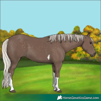 Horse Color:Silver Black Tobiano