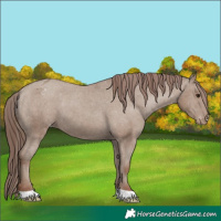 Horse Color:Unknown