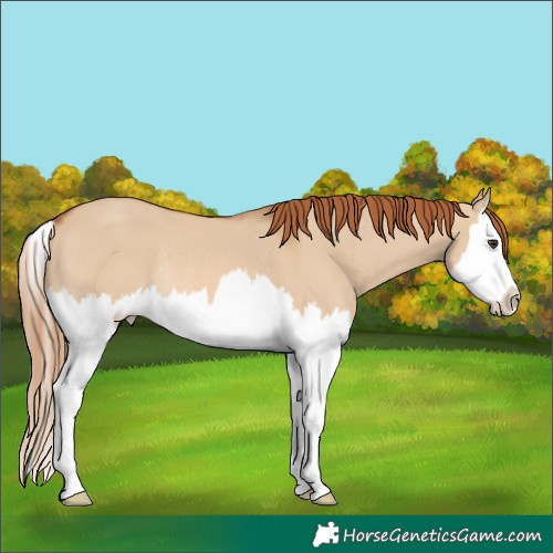 Horse Color:Red Dun Splash Rabicano 