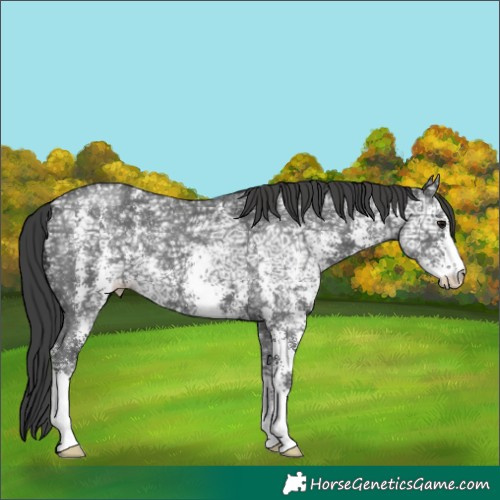 Horse Color:Black Ice Sabino Appaloosa 