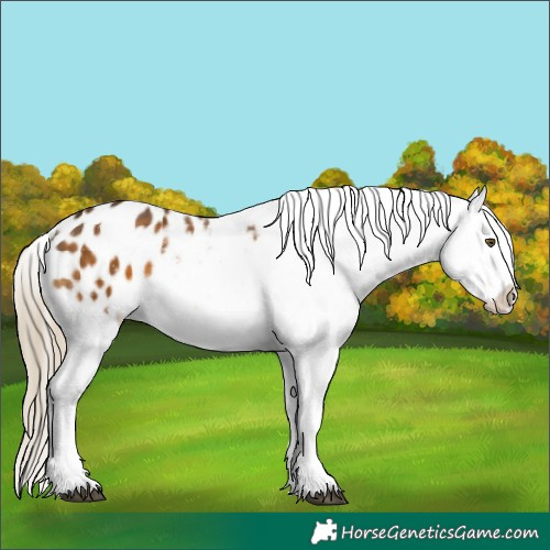 Horse Color:White Spotted Chocolate Palomino Appaloosa 