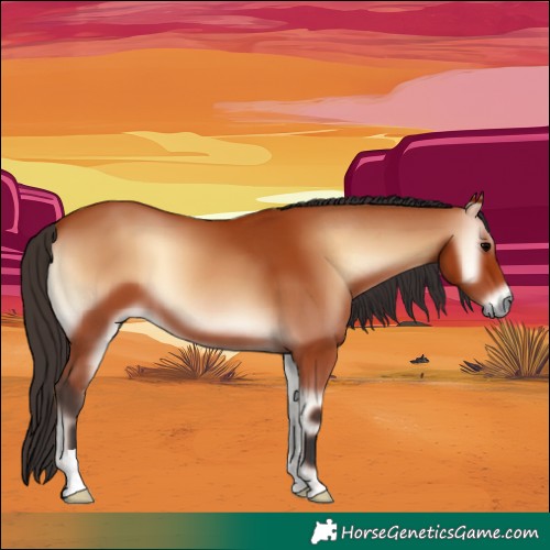 Horse Color:Bay Onyx 